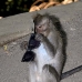 monkey_macaque_balinese_mf_ubud_v_1385_bal5106.jpg